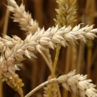 Weizen ungesund