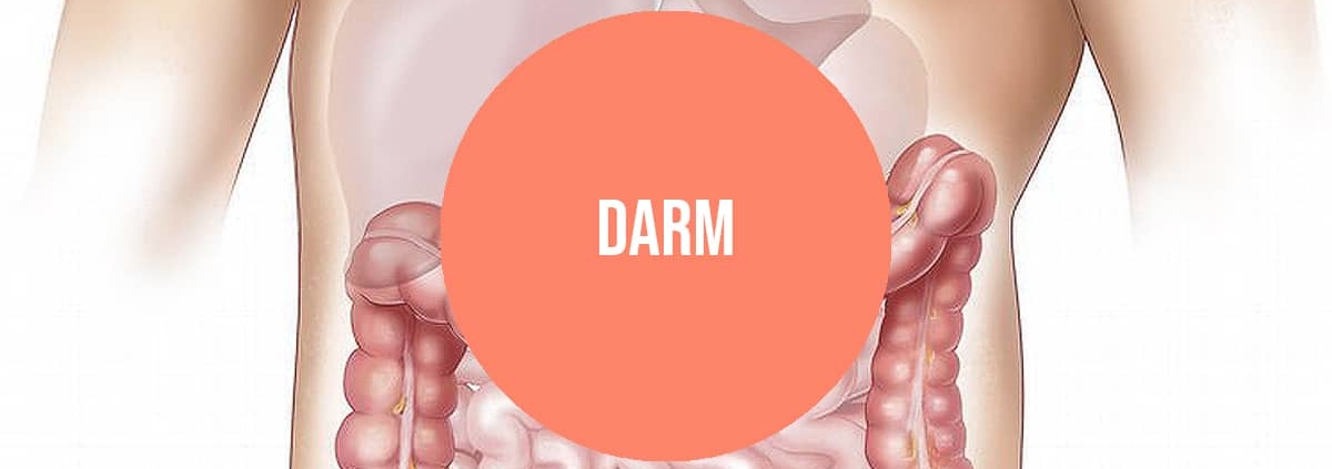 Darm